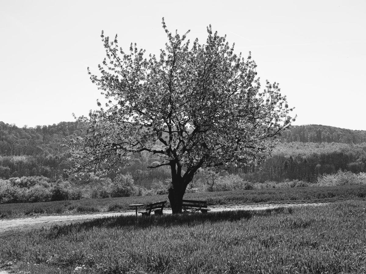 Bianca Am Huy 3* Dingelstedt